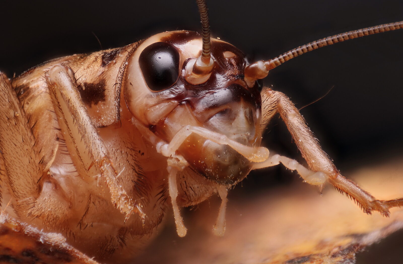 Close-up of a house cricket (Acheta domesticus), the most popular feeder insect for reptiles and amphibians — find cricket breeders in the directory