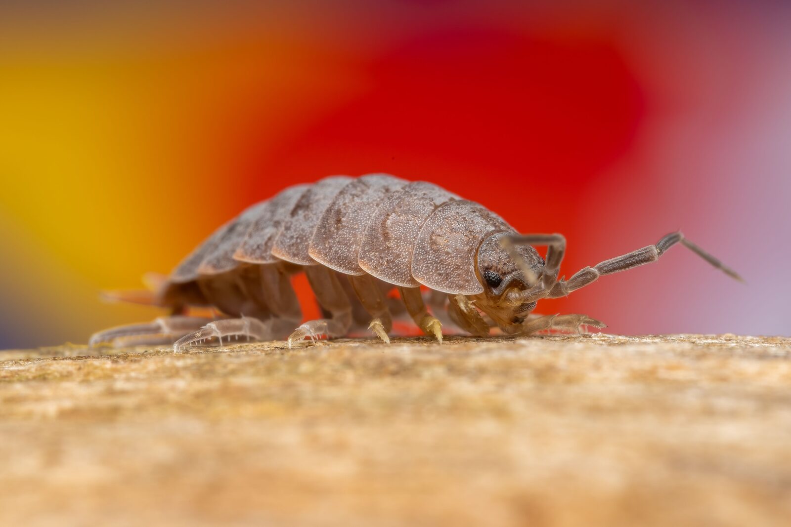 Macro shot of a colourful terrestrial isopod (woodlouse), a bioactive cleanup crew invertebrate — find isopod breeders and cleanup crews