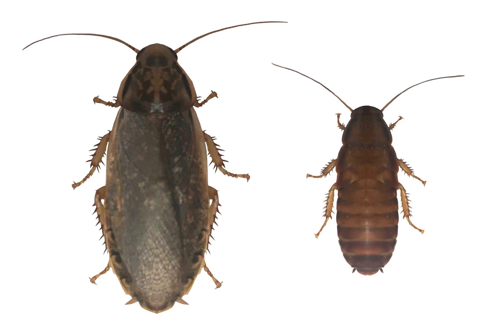 Lobster (speckled) cockroaches, Nauphoeta cinerea, a nutritious low-odor feeder roach favoured by breeders — find feeder roach breeders