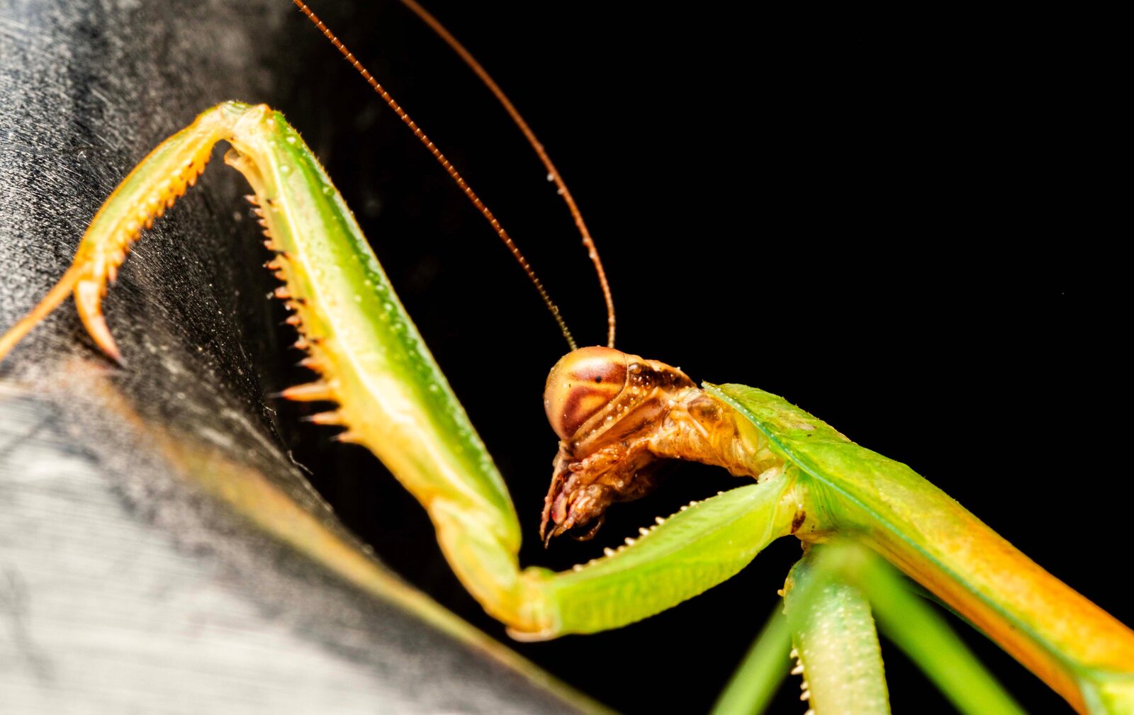 Close-up of a praying mantis, a popular pet and hobby insect — browse pet and hobby insect breeders
