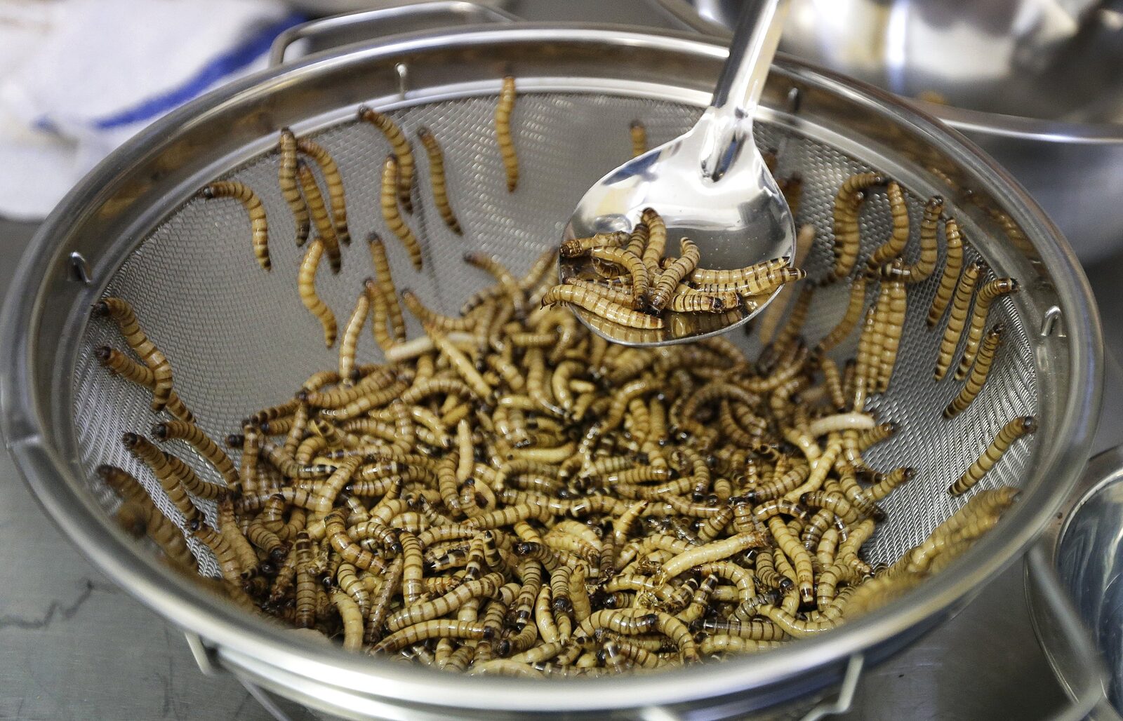 Cluster of yellow mealworms (Tenebrio molitor larvae), a high-protein feeder that is easy to breed and store — browse mealworm breeders and suppliers